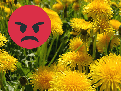 Dandelions