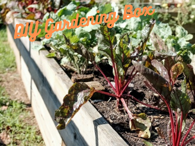 Square Foot Gardening Box
